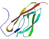 Hydrocephalus Inducing Protein (HYDIN)