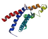 Hydrogen Voltage Gated Channel Protein 1 (HVCN1)