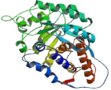 Hydroxyacid Oxidase 1 (HAO1)