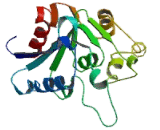 Hydroxyacyl Coenzyme A Dehydrogenase Alpha (HADHa)