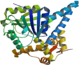 Hydroxyacyl Coenzyme A Dehydrogenase (HADH)