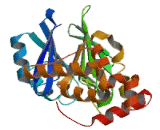 Hydroxyacylglutathione Hydrolase (HAGH)