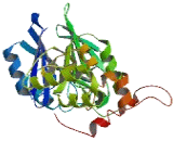 Hydroxyacylglutathione Hydrolase Like Protein (HAGHL)