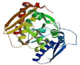 Hydroxymethylbilane Synthase (HMBS)