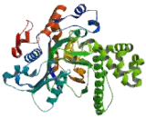 Hydroxymethylglutaryl Coenzyme A Synthase 2, Mitochondrial (HMGCS2)