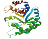 Hydroxypyruvate Isomerase (HYI)