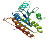 Hydroxysteroid Dehydrogenase Like Protein 1 (HSDL1)