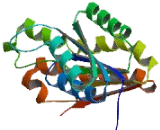 Hydroxysteroid Dehydrogenase Like Protein 2 (HSDL2)