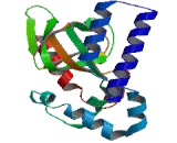 Hyperpolarization Activated Cyclic Nucleotide Gated Potassium Channel 2 (HCN2)