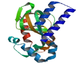 Hyperpolarization Activated Cyclic Nucleotide Gated Potassium Channel 3 (HCN3)