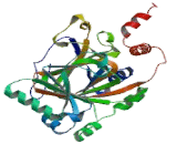 Hypoxia Inducible Factor 1 Alpha Subunit Inhibitor (HIF1aN)