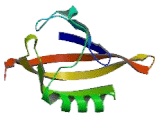 Hypoxia Inducible Factor 2 Alpha (HIF2a)