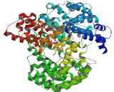 IQ Motif And SEC7 Domain Containing Protein 1 (IQSEC1)