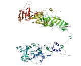 IQ Motif And SEC7 Domain Containing Protein 2 (IQSEC2)