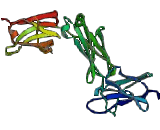 Immunoglobulin G1 (IgG1)