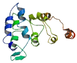 Immunoglobulin J (IgJ)