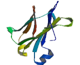 Immunoglobulin Lambda Like Polypeptide 1 (IglL1)