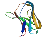 Immunoglobulin Lambda Variable (IglV)