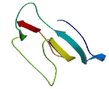 Immunoglobulin Superfamily, Member 10 (IGSF10)