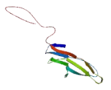 Immunoglobulin Superfamily, Member 23 (IGSF23)