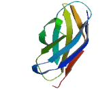 Immunoglobulin Superfamily, Member 9B (IGSF9B)