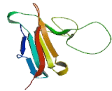 Immunoglobulin Superfamily Containing Leucine Rich Repeat Protein (ISLR)