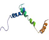 Immunoglobulin Transcription Factor 1 (ITF1)