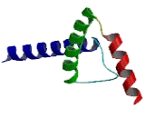 Immunoglobulin Transcription Factor 2 (ITF2)