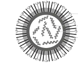 Influenza A Virus Subtype H1N1 (H1N1)