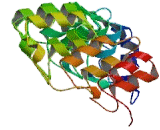 Inhibitory Subunit Of NF Kappa B Delta (IkBd)