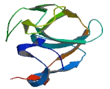 Inner Mitochondrial Membrane Peptidase 2 Like Protein (IMMP2L)