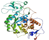 Inosine-5'-Monophosphate Dehydrogenase 1 (IMPDH1)