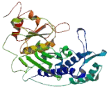 Inositol Polyphosphate-1-Phosphatase (INPP1)