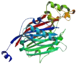 Inositol Polyphosphate-5-Phosphatase 145kDa (INPP5D)