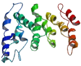 Insulin Induced Gene 1 (INSIG1)