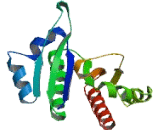 Insulin Like Growth Factor 2 mRNA Binding Protein 1 (IGF2BP1)