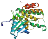 Insulin Receptor (INSR)