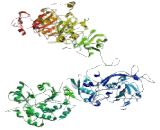 Insulin Receptor Related Receptor (INSRR)