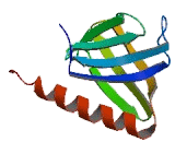 Insulin Receptor Substrate 1 (IRS1)