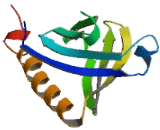 Insulin Receptor Substrate 2 (IRS2)