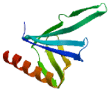 Insulin Receptor Substrate 3 (IRS3)