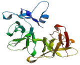 Integrin Alpha FG GAP Repeat Containing Protein 1 (ITFG1)