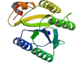 Inter Alpha-Globulin Inhibitor H2 (ITIH2)