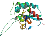 Interferon Gamma Inducible Protein 30 (IFI30)