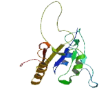 Interferon Induced Protein 44 Like Protein (IFI44L)