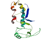 Interferon Induced Protein With Tetratricopeptide Repeats 2 (IFIT2)