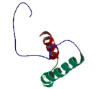 Interferon Induced Transmembrane Protein 1 (IFITM1)