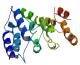 Interferon Induced Transmembrane Protein 6 (IFITM6)