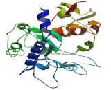 Interferon Inducible Protein 35 (IFI35)