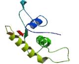 Interferon Regulatory Factor 7 (IRF7)